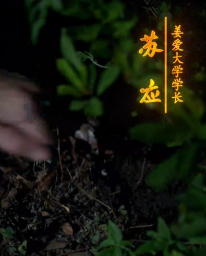 梦假成真（50集）明鹏&姜悦-免费短剧