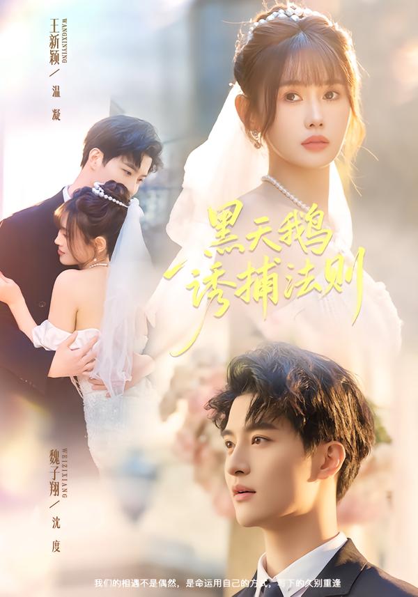 黑天鹅诱捕法册（80集）魏子翔＆王新颖-免费短剧