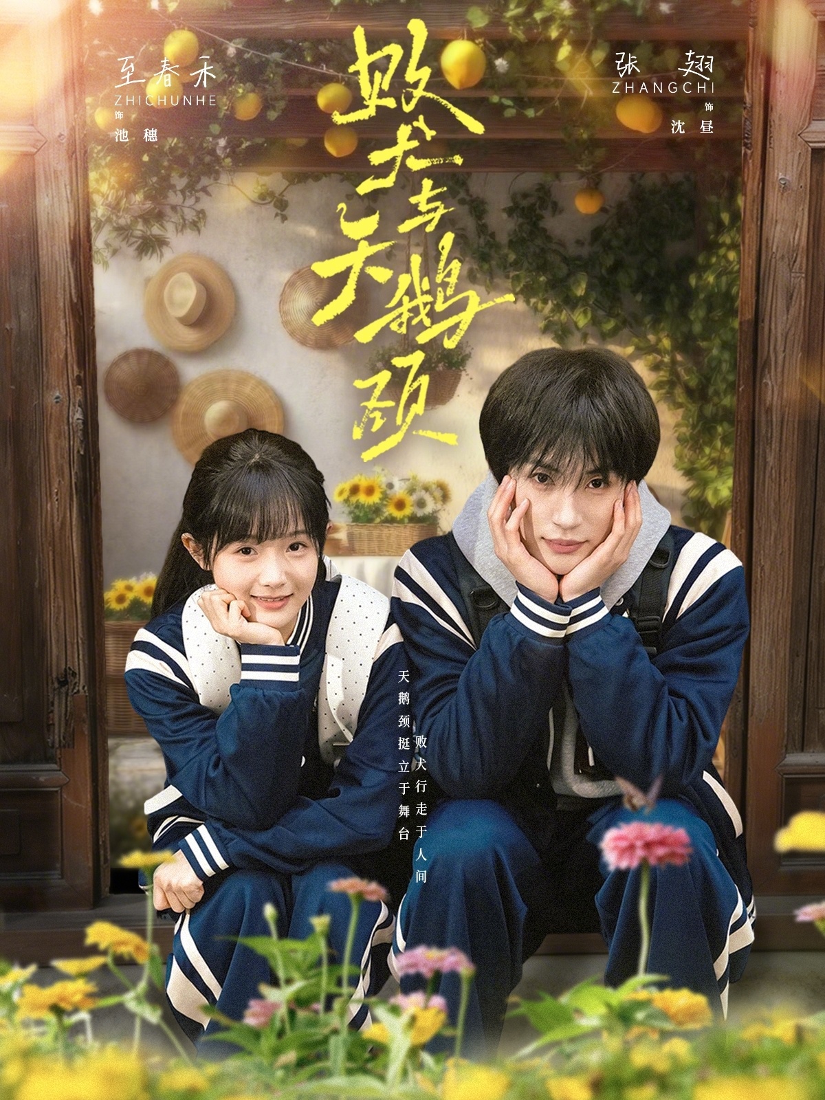 败犬与天鹅颈（71集）至春禾&张翅-免费短剧